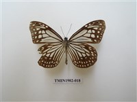 藏品(絹斑蝶)的圖片